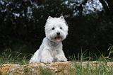 WESTIE 079